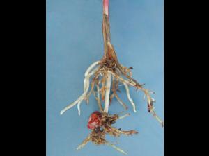 Maïs grain et fourrager - diméthénamide-P (15) _7