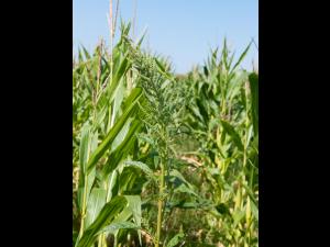 Amarante tuberculée(Amaranthus tuberculatus)_16