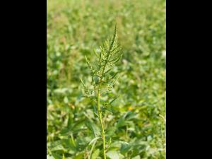 Amarante tuberculée(Amaranthus tuberculatus)_17