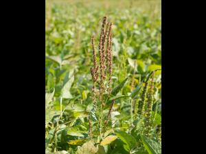 Amarante tuberculée(Amaranthus tuberculatus)_18