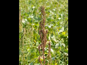 Amarante tuberculée(Amaranthus tuberculatus)_19
