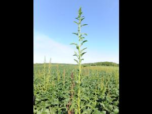 Amarante tuberculée(Amaranthus tuberculatus)_29