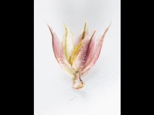 Amarante tuberculée(Amaranthus tuberculatus)_36