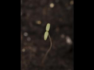 Amarante tuberculée(Amaranthus tuberculatus)_39