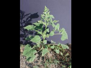 Ive feuilles lampourde (Cyclachaena xanthiifolia)_1