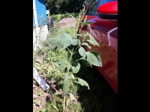 Ive feuilles lampourde (Cyclachaena xanthiifolia)_9