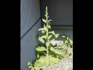 Grande molène (Verbascum thapsus)_3