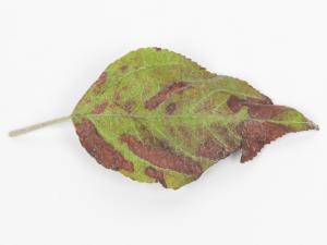 Pomme - sulfentrazone (14)_5