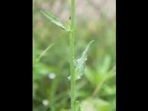 Chicorée sauvage(Cichorium intybus)_4