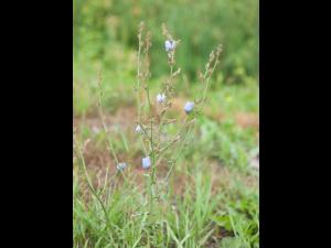 Chicorée sauvage(Cichorium intybus)_5