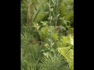 Chicorée sauvage(Cichorium intybus)_8