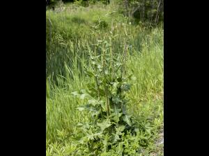 Chicorée sauvage(Cichorium intybus)_18