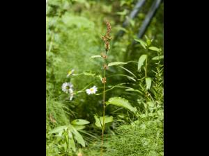 Patiente feuilles obtuses (Rumex obtusifolius)_5