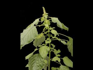 Amarante de Palmer(Amaranthus palmeri)_13