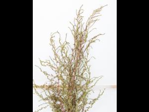 Kochia balais (Bassia scoparia)_3