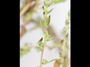 Kochia balais (Bassia scoparia)_7