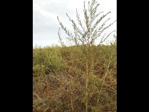 Kochia balais (Bassia scoparia)_11