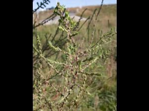 Kochia balais (Bassia scoparia)_16