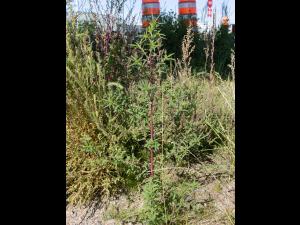 Kochia balais (Bassia scoparia)_17