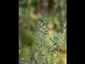 Kochia balais (Bassia scoparia)_21