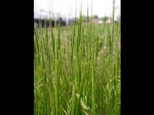 Égilope cylindrique(Aegilops cylindrica)_1