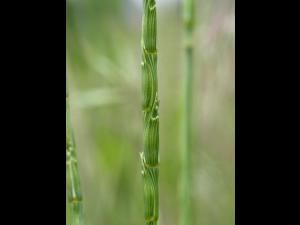 Égilope cylindrique(Aegilops cylindrica)_2