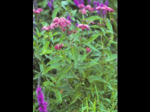 Asclépiade incarnate(Asclepias incarnata)_1