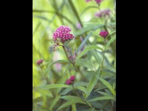 Asclépiade incarnate(Asclepias incarnata)_2