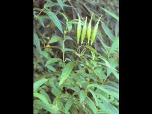 Asclépiade incarnate(Asclepias incarnata)_6