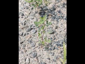 Mélilot blanc (Melilotus albus)_3