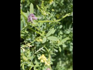 Mélilot jaune (Melilotus officinalis)_8