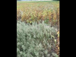 Éragrostide fétide (Eragrostis cilianensis)_2