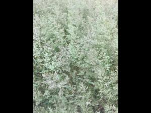 Éragrostide fétide (Eragrostis cilianensis)_3