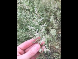 Éragrostide fétide (Eragrostis cilianensis)_4