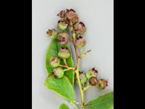 Bleuet en corymbe - malathion (1B)_2