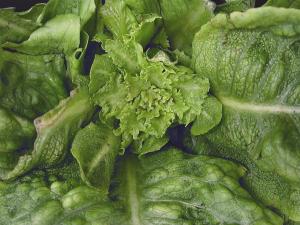 Laitues - Groupe 4_1