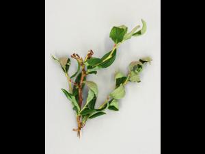 Bleuet en corymbe - clopyralide (4)_2