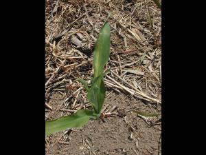 Maïs grain et fourrager - glyphosate (9)_1