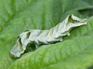 Chenille à chevrons (Melanchra adjuncta)_1