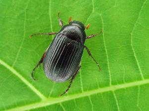 Serica tristis_1