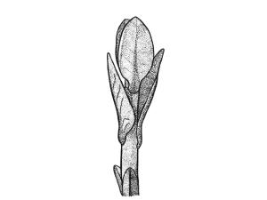 Identification_FeuilleOpposée