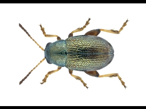 Chaetocnema hortensis_2