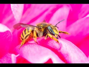 Abeille cotonnière européenne (Anthidium manicatum)_1