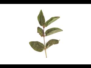 Camerise - bromoxynil (ester) (6)_2