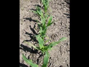 maïs grain et fourrager - adjuvant (S.O.)_2