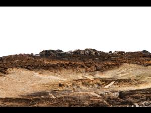 Amélanchier - Rouille (Gymnosporangium sp.)