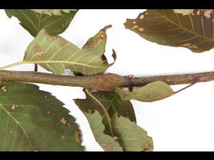 Amélanchier - Rouille (Gymnosporangium sp.)