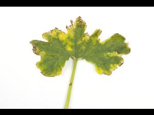 Courges - atrazine (5)_3