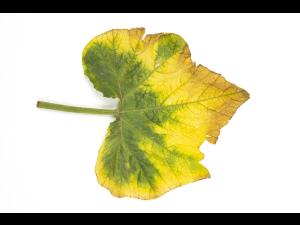 Courges - atrazine (5)_7