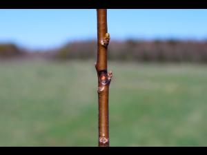 Argousier - Brûlure phomopsienne (Diaporthe eres)